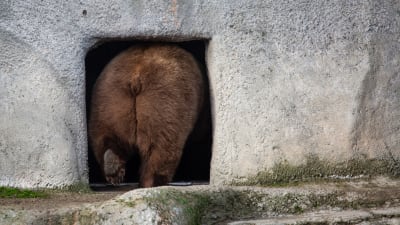 Björn går in i sitt ide.