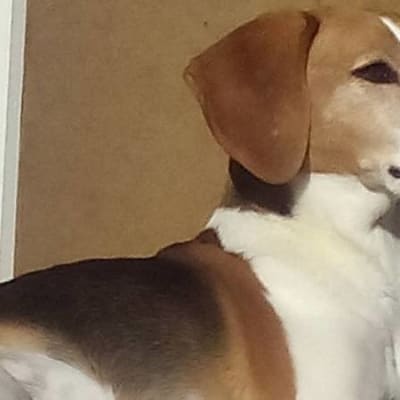 Julle-beagle.