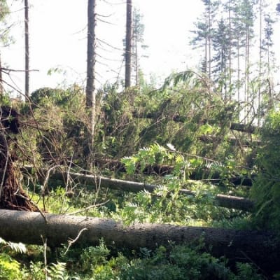 Timo Tynkkysen metsässä myräkkä kaatoi arviolta jopa 500 kuutiota puuta