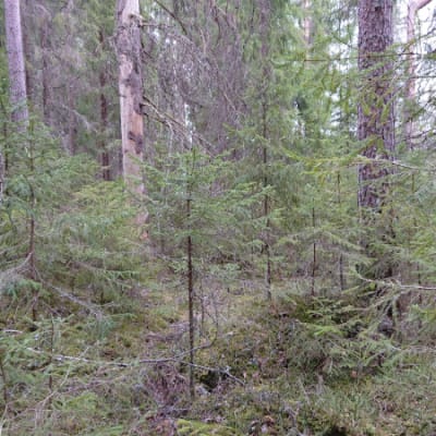 Kuva Luonnonperintösäätiön uudelta suojelualueelta Porin Noormarkun Lassilasta.