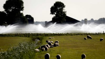 konstbevattning i Nederländerna