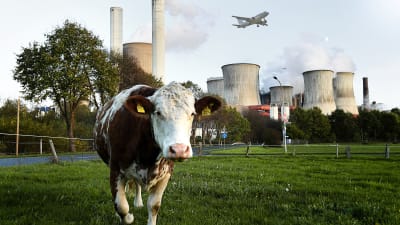 En ko i förgrunden och fabrik och flygplan i bakgrunden