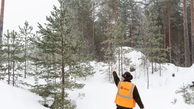 En man i orange väst och hatt pekar mot en tall som är ca 3 gånger högre än han, snöig skog i bakgrunden.