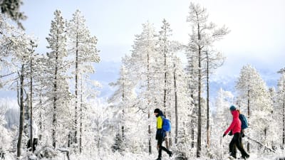 Tre personer med ryggsäckar går i en snöbeklädd skog.