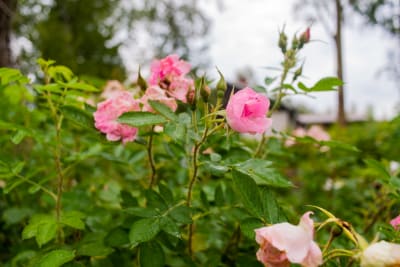 Ljusröda rosor av typen Abelzieds