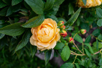 En gul ros och knoppar av typen Golden celebration