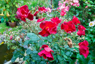 Röda rosor av typen Miracle on the Hudson