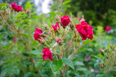 Röda rosor av typen Signe Relander.