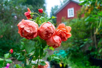 Rosor av typen Summer song.
