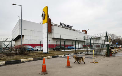 En hund springer utanför porten till biltillverkaren Renaults fabrik. 