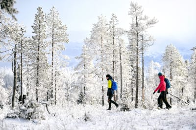 Tre personer med ryggsäckar går i en snöbeklädd skog.