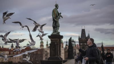 En man matar måsar på Karlsbron i Prag, Tjeckien.
