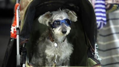 Hund med solglasögon som sitter i en barnkärra.