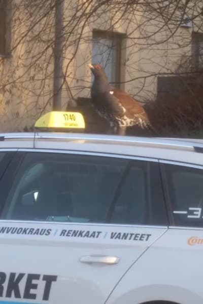 En tjädertupp sitter på taket av en vit taxibil.