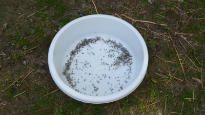 Döda myggor i ett fat.
