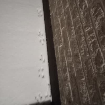 Fyra bilder på djurspår i snö invid tegelvägg.