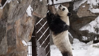 panda