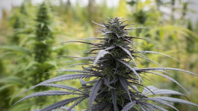 Tummanvihreä kannabis-kasvi viljelmällä puutarhan kasvihuoneessa.