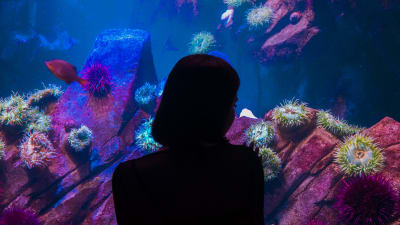 Nainen katsoo akvaariokaloja.