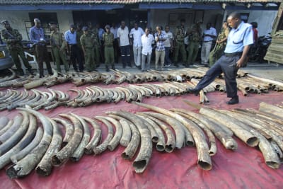 A police officer walks amongst seized elephant tusks displayed on the ground in Tudor estate in the port city Mombasa, Kenya, 05 June 2014. A total of 228 whole elephant tusks and others in peices were seized by police, who raided a warehouse in the port