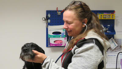 Veterinär Heidi Rosengren undersöker en svart-vit hund som sitter på ett skötbord. Hunden är lugn.
