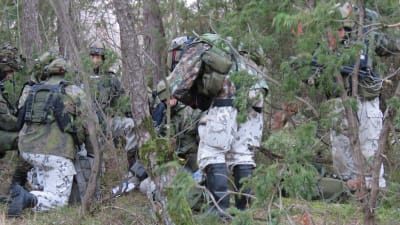 Beväringar i skogen, alla med ryggen mot kameran, bereder sig på strid i en stor manöver, stridsövning.