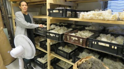 Ett stort förrråd med massor av fårull som ligger glest på tork  i stora plastkorgar. En golvfläkt  och Taina Snellman-Langenskiöld står bredvid.