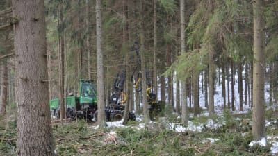 Skogsavverkningsmaskin utför plockhuggning.