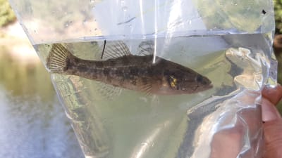 En individ av fiskarten amursömnfisk i en vattenfylld plastpåse.