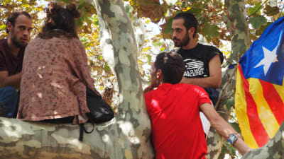Några män har klättrat upp i ett träd i Ciutadelaparken.