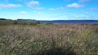 Strandäng vid Villa Elba i Karleby.
