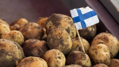 En hög med jordig nypotatis på ett bord. I en potatis sitter det en liten finsk flagga.