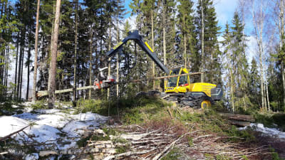 Skogsmaskin avverkar skog.