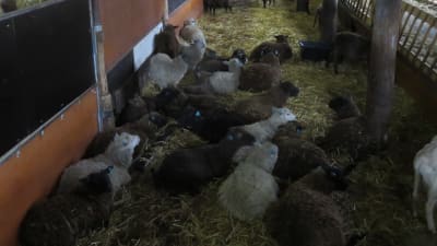 Oklippta får, vita, bruna och nästan svarta i ett fårhus. De har halm i pälsen och ligger på halm.