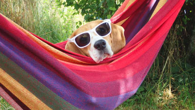 En hund i solglasögon i en färggrann hängmatta.