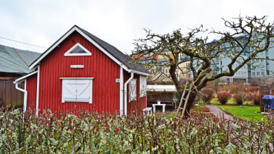 Kolonistuga och träd