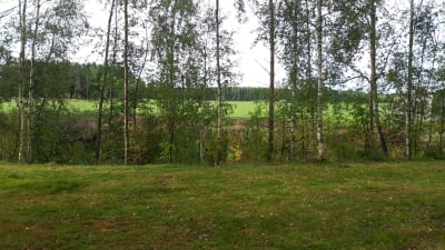 En grön äng i förgrunden, i bakgrunden syns grönskande björkar och en grön åker.