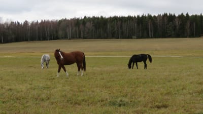 Tre hästar på en gräsäng, höst och alla färger går i gulbrunt. Hästarna är mörkbrun, brun och vit.