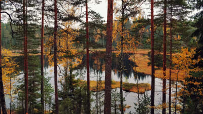 En höstig bild tagen uppe på ett berg. I bilden syns löv som är gula och orange och utsikten är över en liten sjö.
