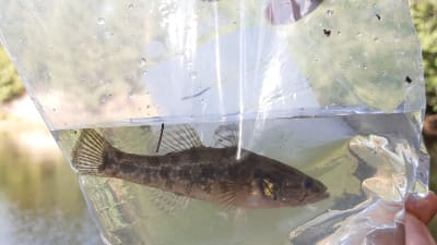 En individ av fiskarten amursömnfisk i en vattenfylld plastpåse.