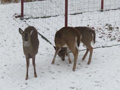 Tre hjortar på en gård, utanför ett ingärdat trädgårdsland. Vinter och lite snö. De äter frön som fallit ner från en fröautomat för vinterutfodring av småfåglar.