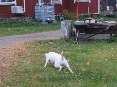 En vit hund av rasen parson russell terrier är ute på en gräsmatta. Hunden är i koppel och drar lite.