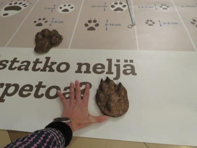 En kvinnohand bredvid en avgjutning på ett tassavtryck av varg. Ungefär samma storlek.