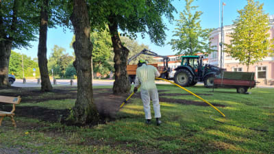 Person blåser bort jord kring trädrötterna med tryckluftsspade i en park. 