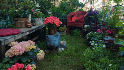 Kuvassa on Punavuoressa, Helsingissä asuvan Margot Leinosen kerrostalon taloyhtiön pihaan perustama puutarha.