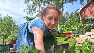 Heidi Granroth skördar rabarber i sin trädgård