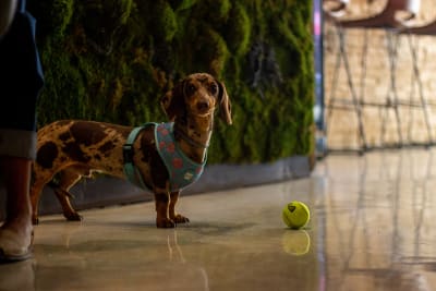 En hund med en tennisboll framför sig står och tittar mot kameran.