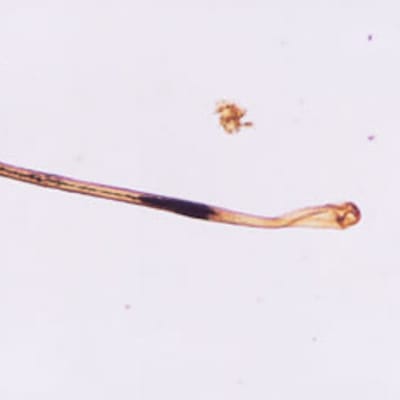 Mikroskopbild på hårstrå.
