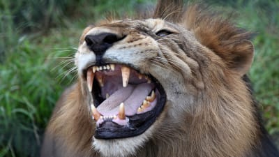Ett lejon som räddats från ett cirkus och som nu lever i en nationalpark i Madhya Pradesh i Indien.
