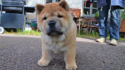 En chow chow valp.